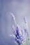 1635947865sharon-mccutcheon-SavQfLRm4Do-unsplash