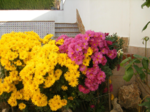 13 flores